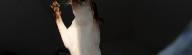 20090420-IMG_5482.jpg