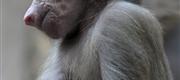06-16 Zoofari København
