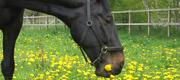 Ditte's hestebilleder