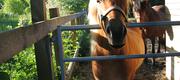 06 11 Sleipnir hentes