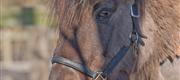 02-14 Idyl og hare i firspring