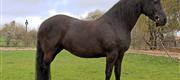 04-30 Horsewalk Franchiska