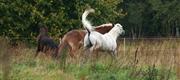 09-26 Fengur slippes ud